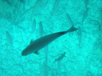 ブセナ海中公園