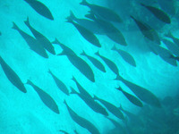ブセナ海中公園