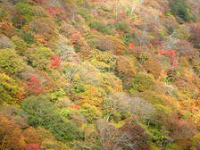 �̲��������ڸ����Į��