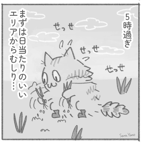 5時過ぎ/まずは日当たりのいいエリアからむしり…