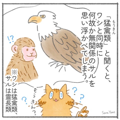 birds_of_prey-5