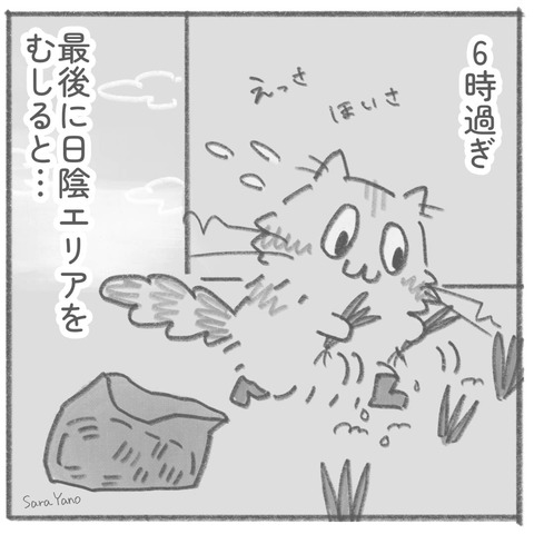 6時過ぎ/最後に日陰エリアを むしると…