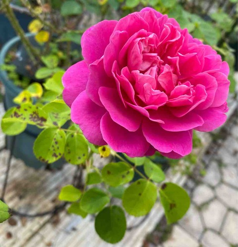 22年 プリンセスアン イングリッシュローズ ローズライフ Eの小庭