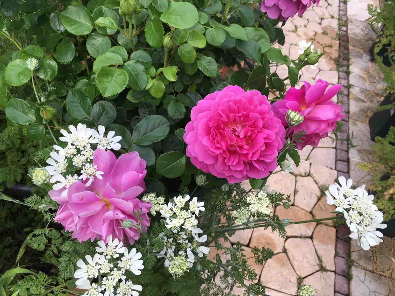 イングリッシュローズ プリンセスアン ローズライフ Eの小庭