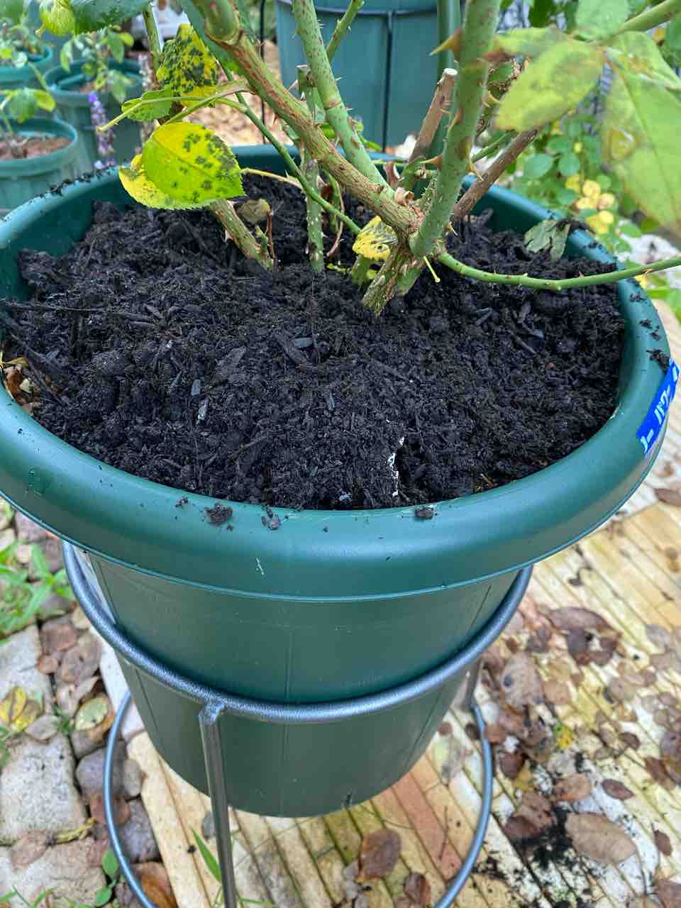 7月 バーク堆肥で夏に向けてマルチング ローズライフ Eの小庭