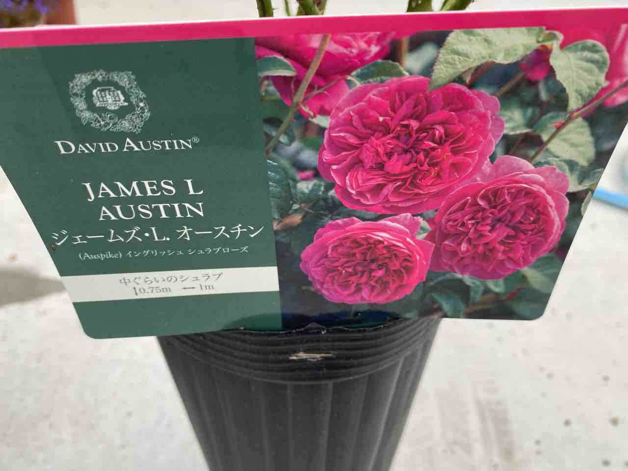 22年 ジェームズlオースチン イングリッシュローズ ローズライフ Eの小庭