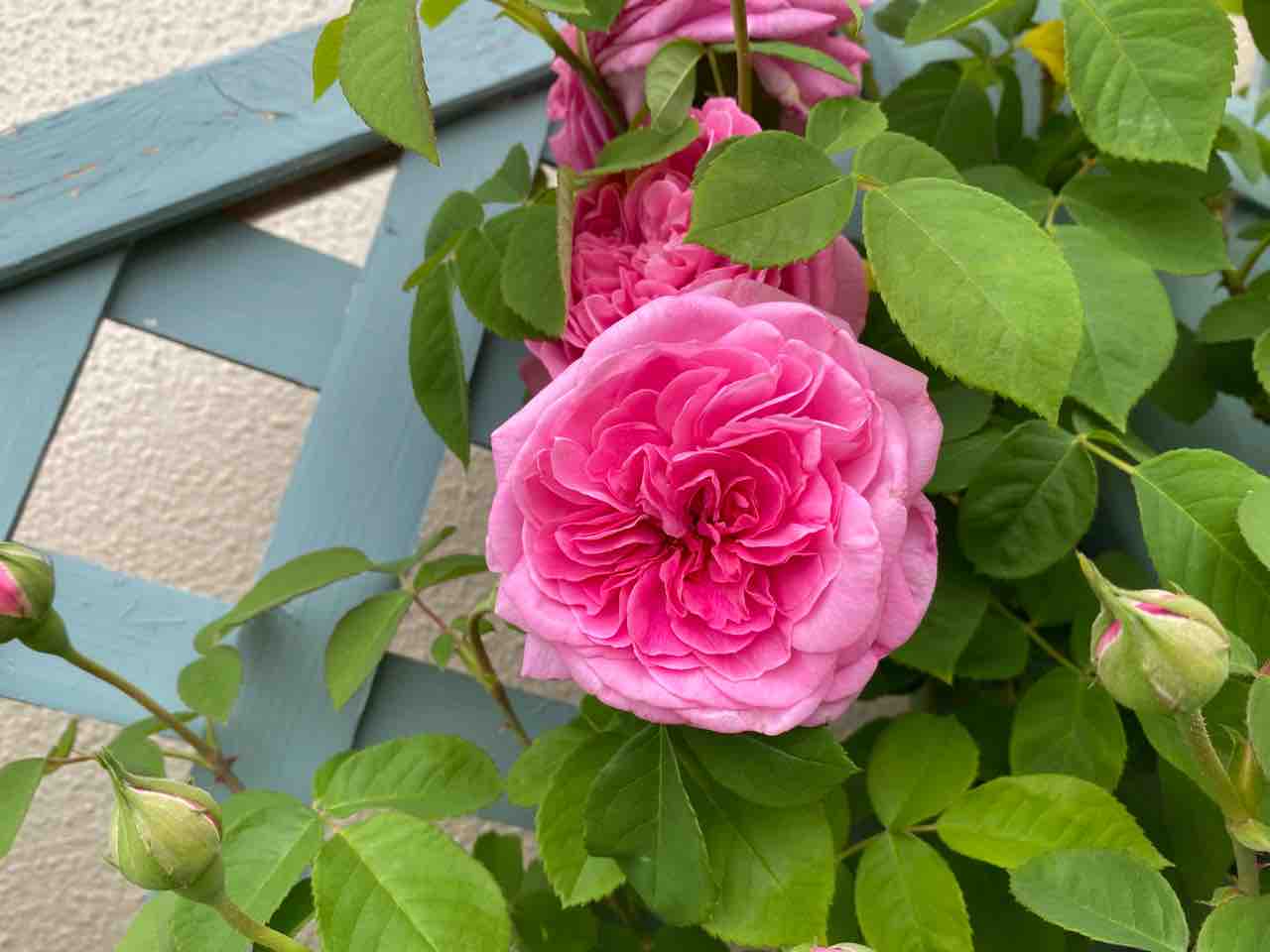 蕾つき「ガートルードジェキル」10号鉢 蕾つき「ガートルードジェキル