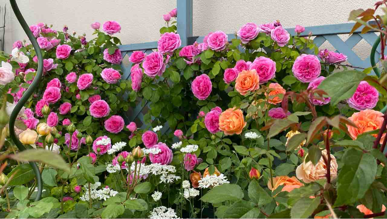 2023年 春 ガートルードジェキル イングリッシュローズ : ローズライフ