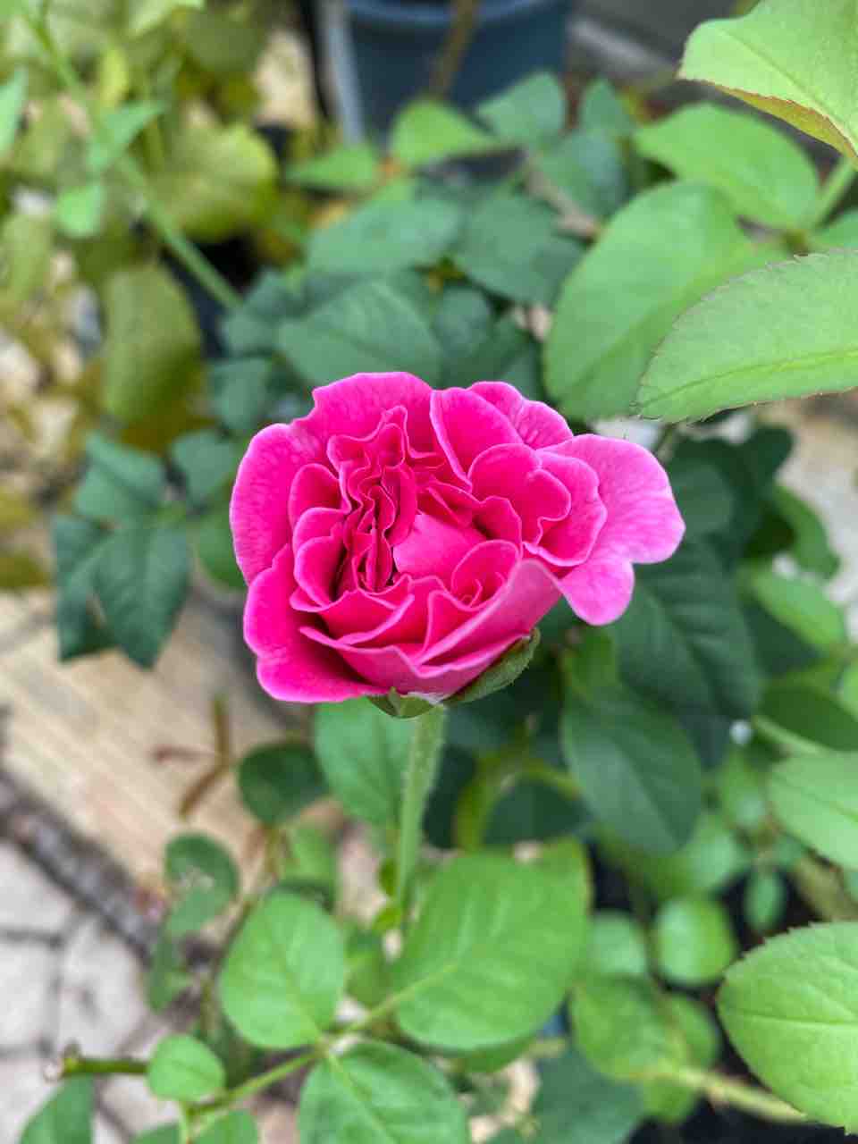 22年 ジェームズlオースチン イングリッシュローズ ローズライフ Eの小庭