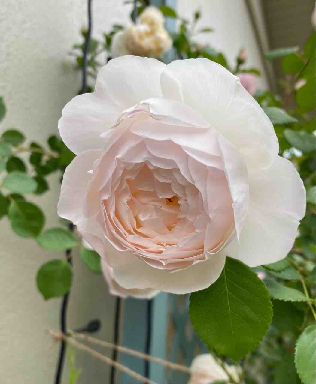 デスデモーナ】 ER イングリッシュローズ 苗 予約苗 バラ苗