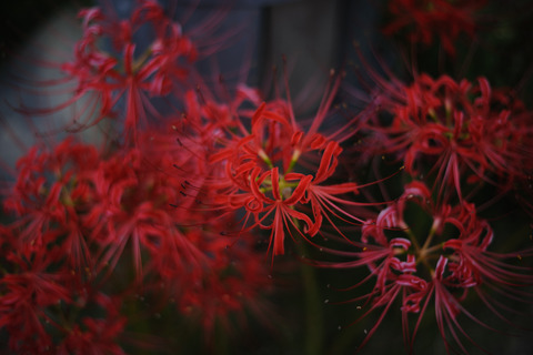 HYS_0469