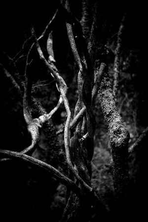 DSC_1988-Edit