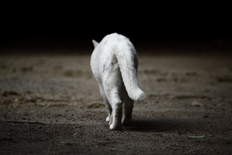 100529_ͦ����