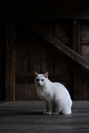 100518_�ɤ�����