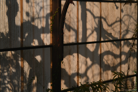 MZF_0472