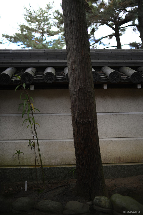 MZF_1446