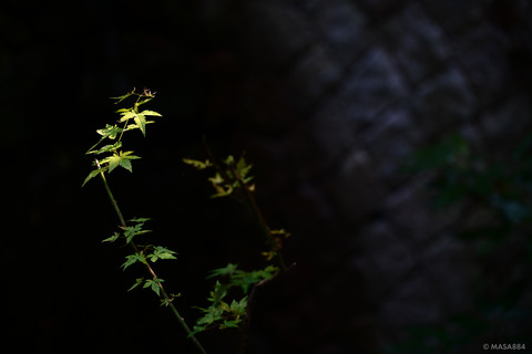 MZF_0512