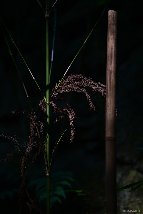 MZF_0513