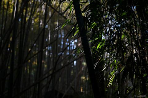 MZF_0508