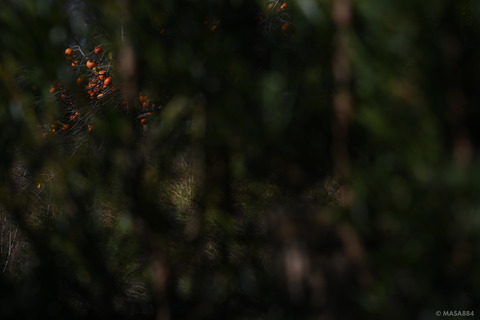 MZF_0402