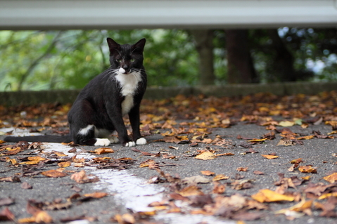 ������_4