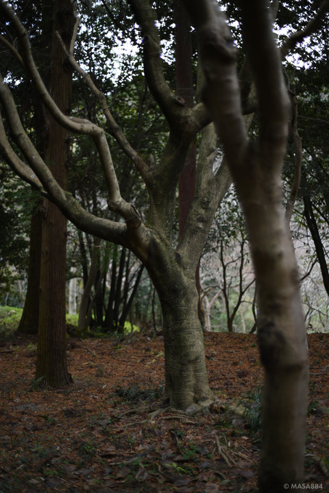 MZF_1059