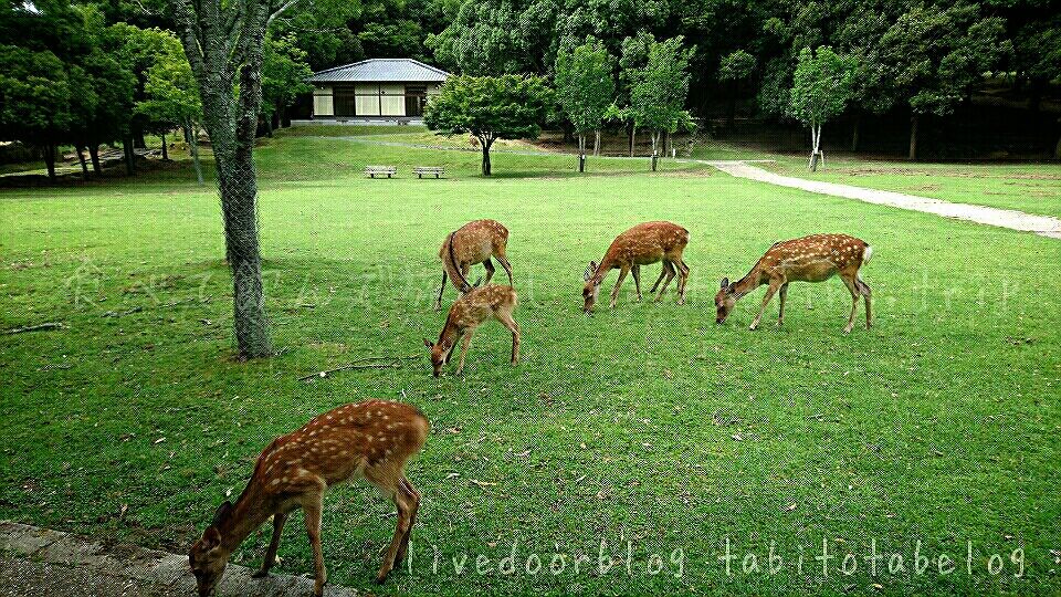 古都 奈良の夏の夜をライトアップで彩る燈花会 とうかえ 17 奈良市 食べて飲んで旅をして Eat Drink Trip