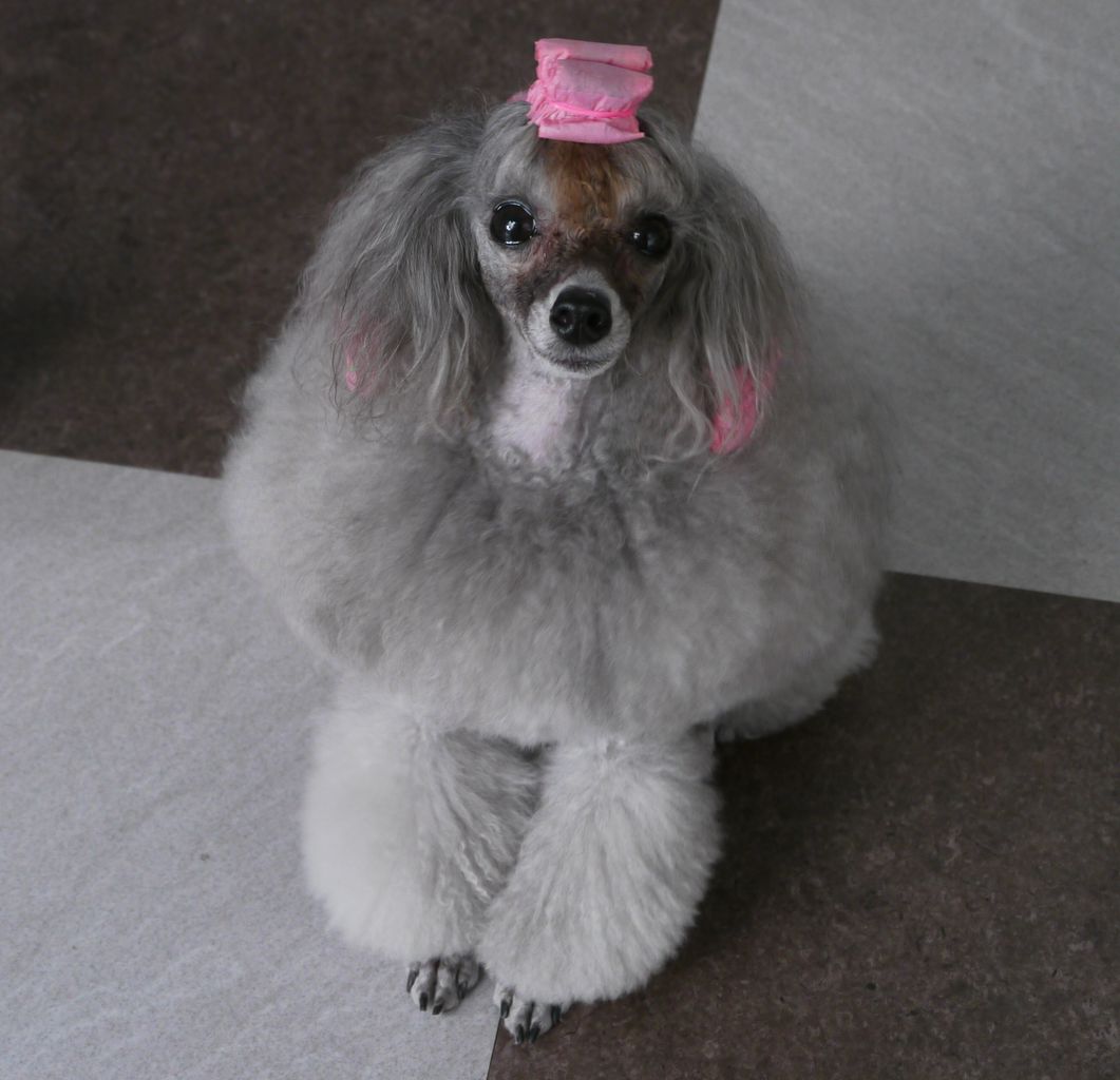 くだらない シルバープ ドル サクラの日記