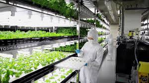 植物工場