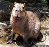 KAPI