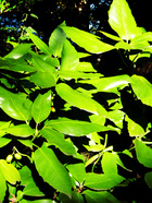 Nezu_jinjya-2