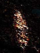 Nezu_jinjya-5