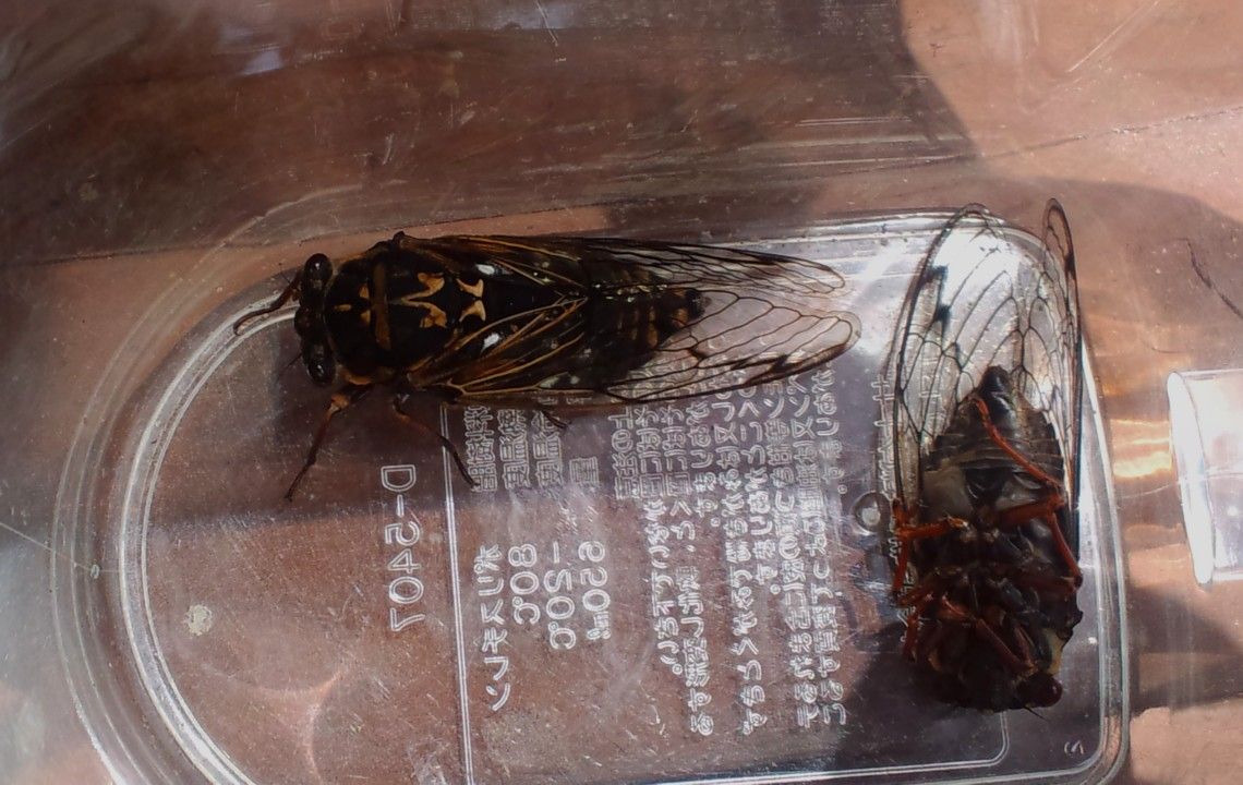 エゾゼミ 北のrakuen荘オーナーのブログ