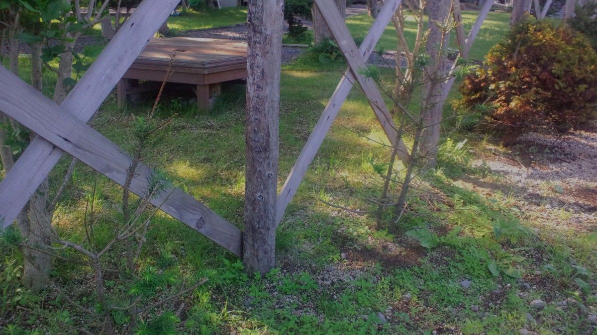 北のRAKUEN荘オーナーのブログ : 移植したオンコの木