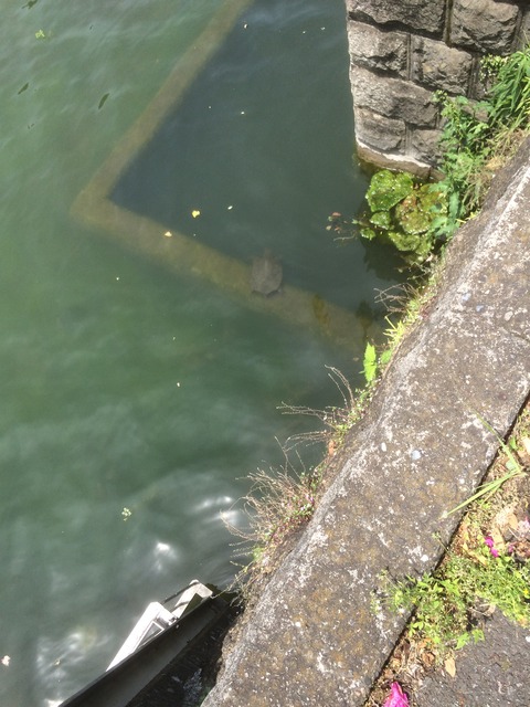 すっぽん
