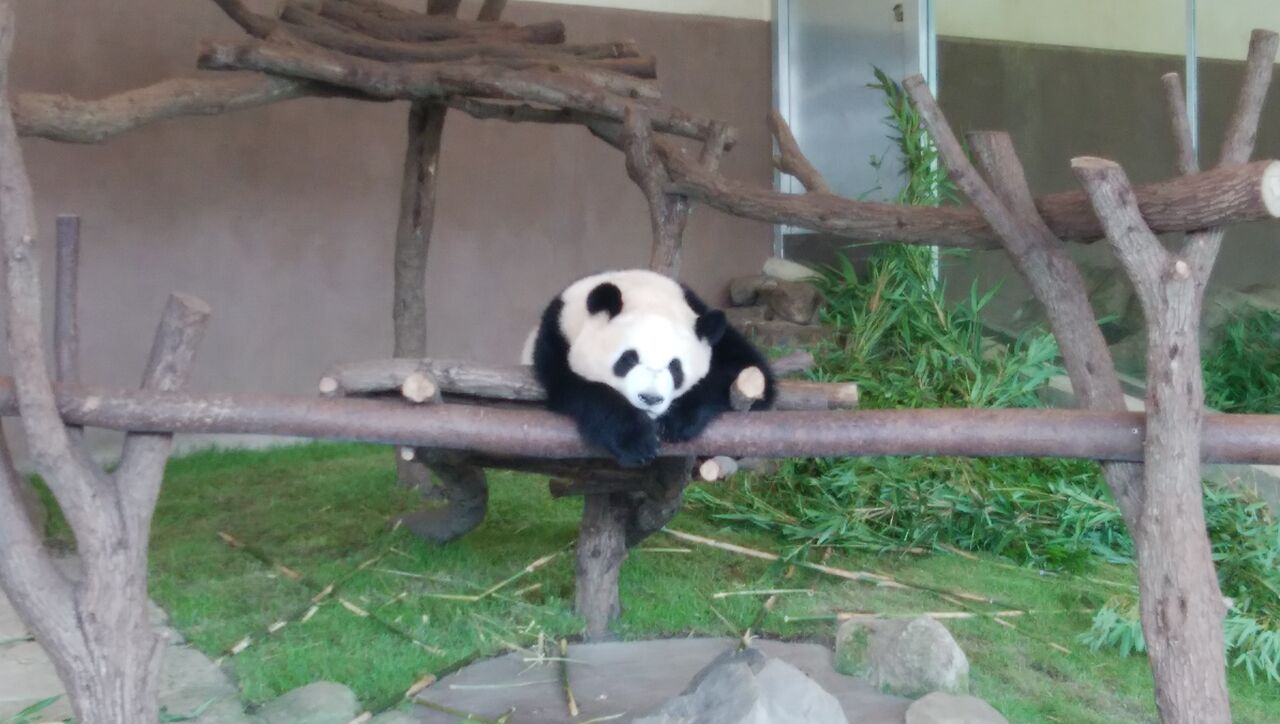 今日はランチちゃいます パンダ Tachan 1964のblog 今日はランチちゃいます パンダ Tachan 1964のblog