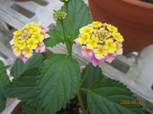 ランタナを挿し木で更新 実践 エコガーデニング