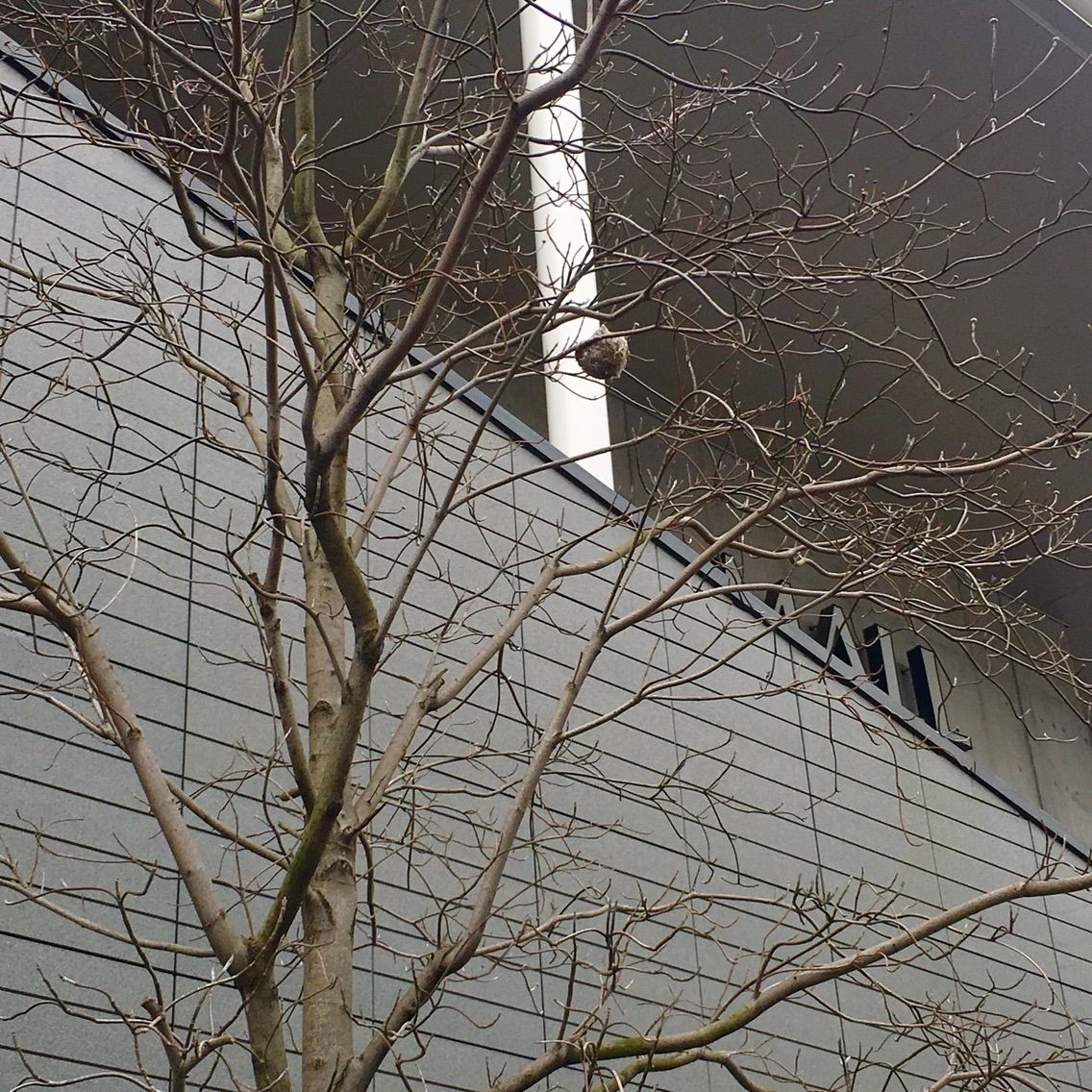 鳥の巣 三宅宮の四季 神の息吹をいただきて