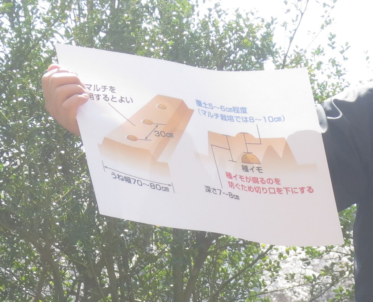 ジャガイモ植えたよ たちばな乳幼児保育園のブログ