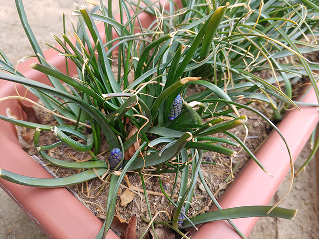 シリーズ 園芸初心者 マリーゴールドの種を買う ムスカリの花が出てきた なんてな王国ブログ ばーじょん3 シリーズ 園芸初心者 マリーゴールドの種を買う ムスカリの花が出てきた なんてな王国ブログ ばーじょん3