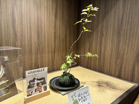 tachiokaya-ajisai202306118