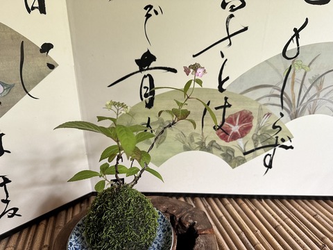 tachiokaya-ajisai202306114