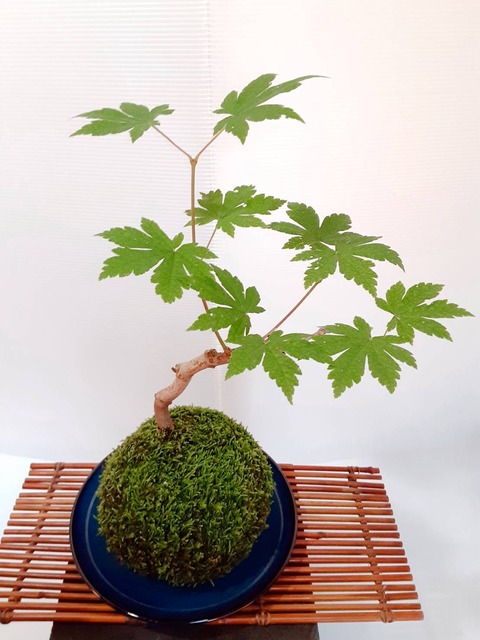 tachiokaya.sample103