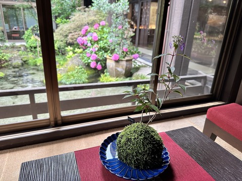 tachiokaya-ajisai202306115