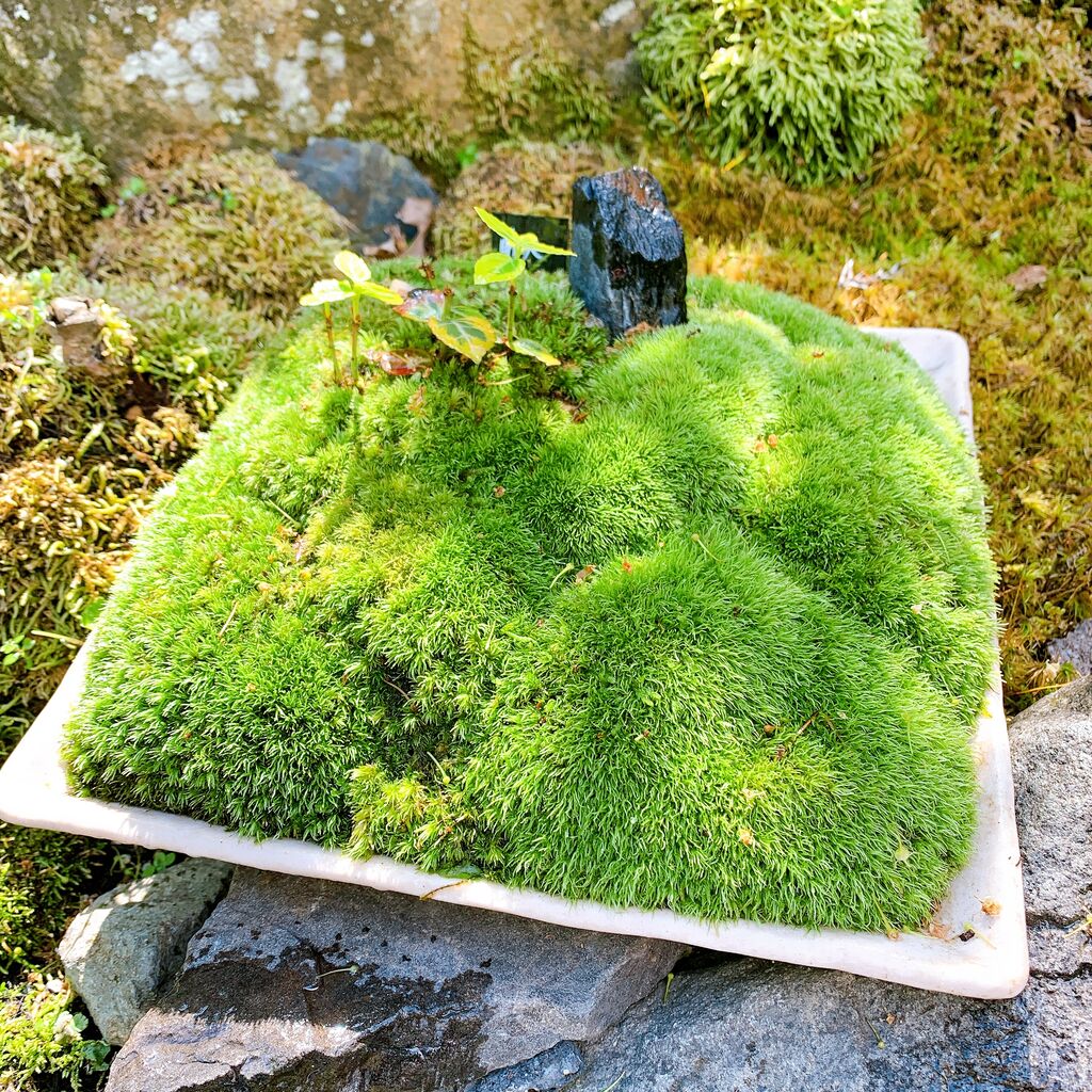 初夏にオススメ 苔玉 盆栽 栽木 苔庭に美しく映える苔 苔玉の太刀岡屋blog コケカツ C