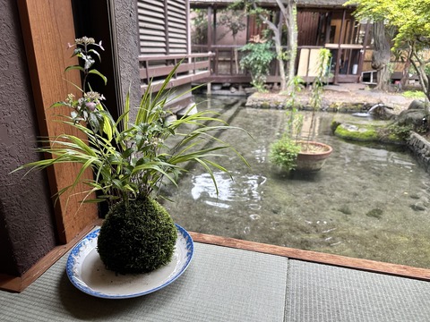 tachiokaya-ajisai202306124