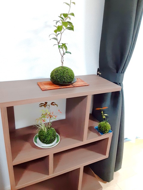 苔玉　太刀岡屋