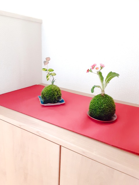 苔玉 太刀岡屋