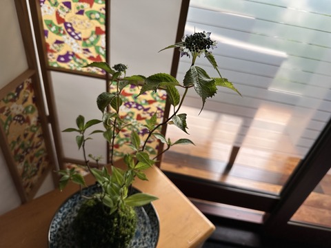 tachiokaya-ajisai202306127