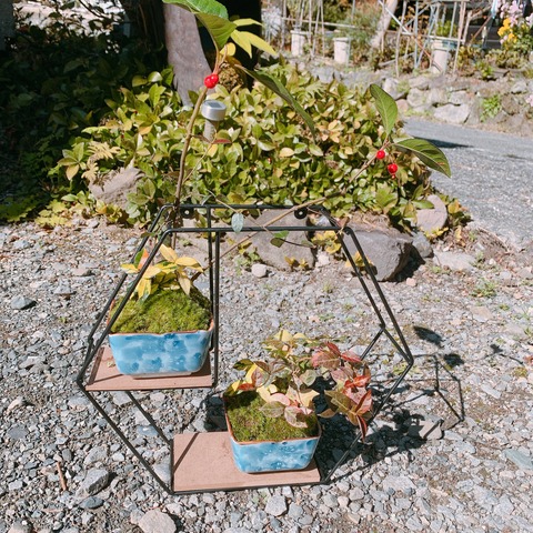 tachiokaya.kokedama774